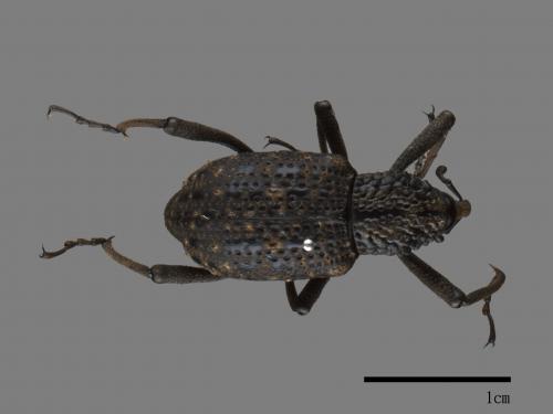 <已分類>Family：Curculionidae[象鼻蟲科][00082568]