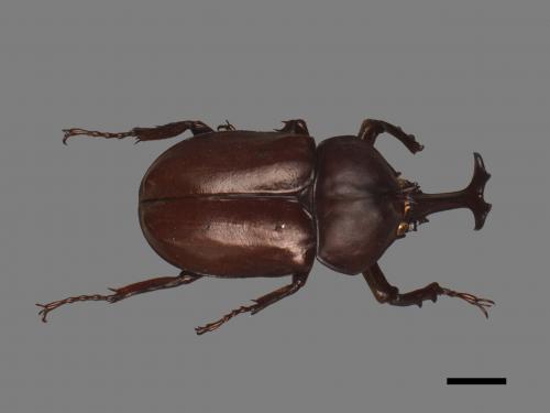 Allomyrina dichotomus[獨角仙][00080703]