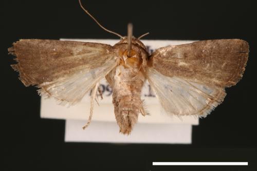 Athetis cognata[00003216]