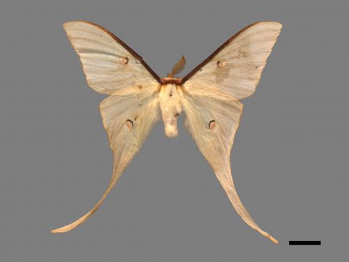 Actias neidhoederi[姬長尾水青蛾][00016391]