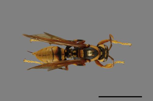 Polistes rothneyi[黃長腳蜂][00074347]