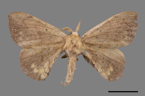 Andraca olivacea[綠茶蠶蛾][00053029]