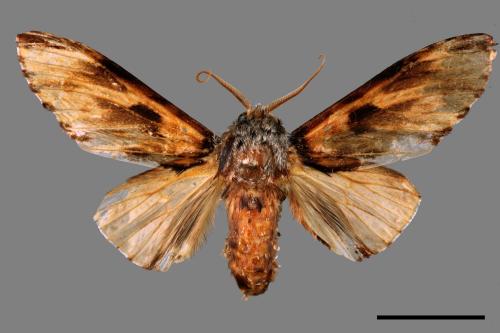 Neopheosia fasciata fasciata[00058291]