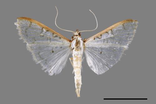 <已分類>Family：Crambidae[草螟科][00031383]