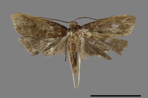 <已分類>Order：Lepidoptera[鱗翅目][00092257]
