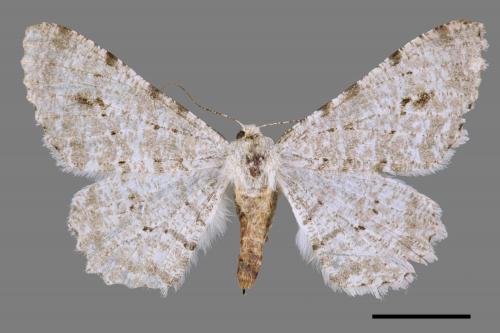 Lassaba parvalbidaria parvalbidaria[污雪雙斑尺蛾][00029137]