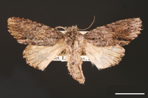 Acronicta denticulata pernivea[00000393]