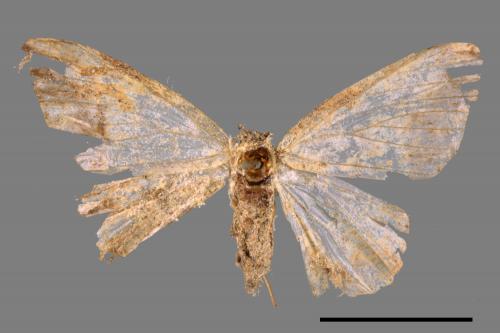 Lophobates inchoata[褐緣黃尺蛾][00052199]
