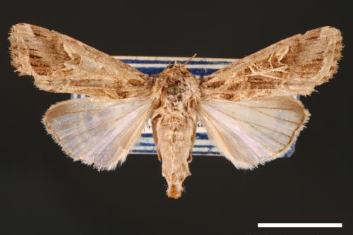 Spodoptera litura[斜紋夜蛾][00002829]