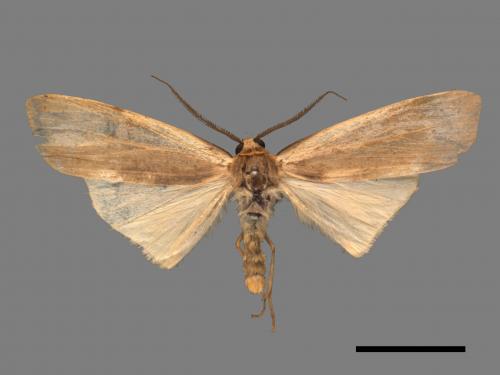 Agylla divisa[梯雙分華苔蛾][00044173]