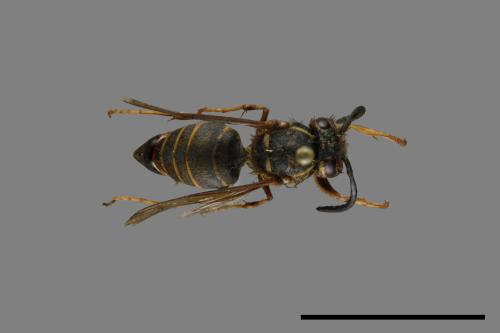 Vespula flaviceps[細黃胡蜂][00073229]