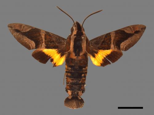 Macroglossum mitchellii imperator[背帶長喙天蛾][00031634]