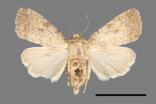 <已分類>Genus：Athetis[00000625]