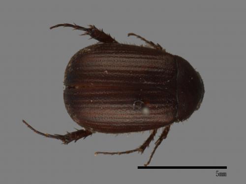 <已分類>Family：Scarabaeidae[金龜子科][00026464]