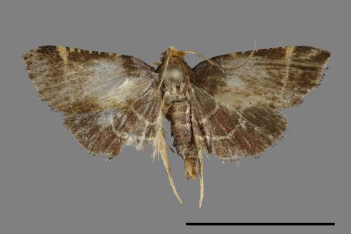 <已分類>Family：Pyralidae[螟蛾科][00099650]