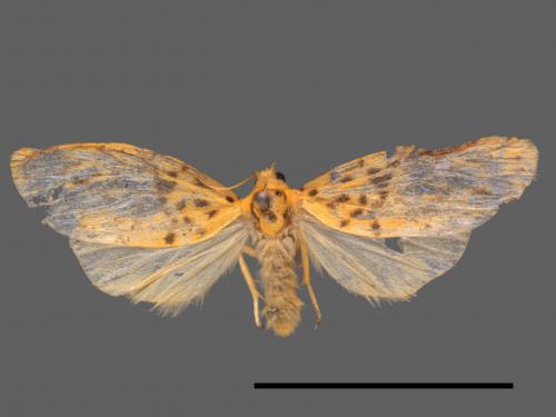 Asura alikangiae[關山豔苔蛾][00044209]