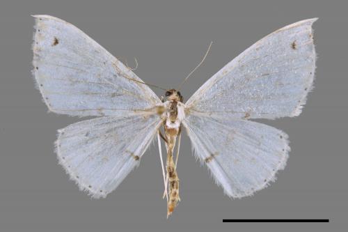 Derambila satelliata dentifera[頂點細身粉尺蛾][00032734]