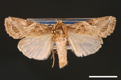 Spodoptera litura[斜紋夜蛾][00002769]