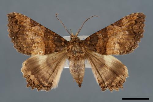 Daddala lucilla[光炬夜蛾][00006381]