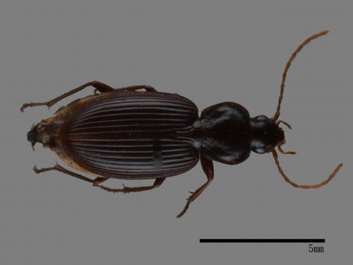 <已分類>Family：Carabidae[步行蟲科][00083020]