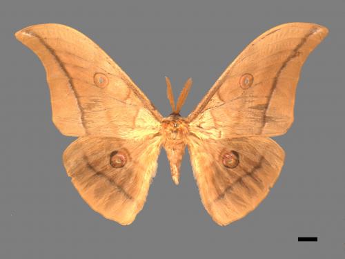 Antheraea yamamai superba[大透目天蠶蛾][00016208]