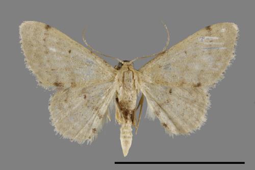 <已分類>Genus：Scopula[00099784]