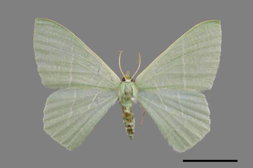 Thalassodes immisarius opalinus[粗脛翠尺蛾][00054657]