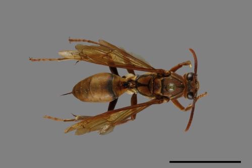 Polistes formosanus[00073595]