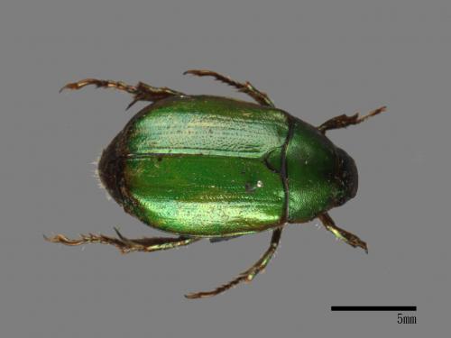 <已分類>Family：Scarabaeidae[金龜子科][00026720]