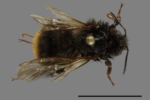 Bombus trifasciatus[威氏熊蜂][00100039]