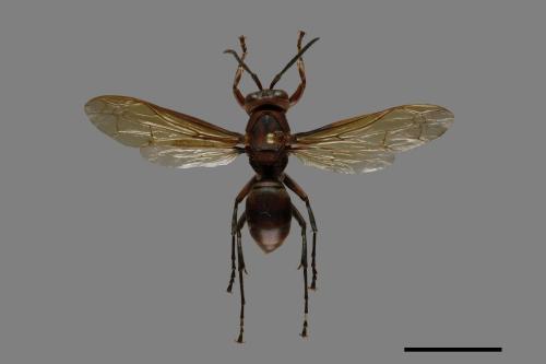 Polistes tenebricosus[赭褐長腳蜂][00101497]