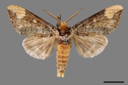 Phalera angustipennis[榆掌舟蛾][00055260]