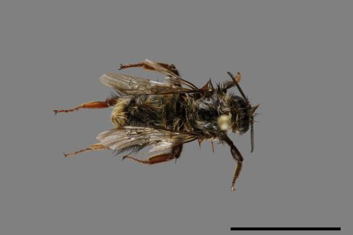 Bombus trifasciatus[威氏熊蜂][00072342]