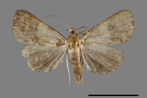<已分類>Family：Noctuidae[夜蛾科][00091747]