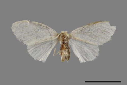 <已分類>Genus：Euproctis[00051451]