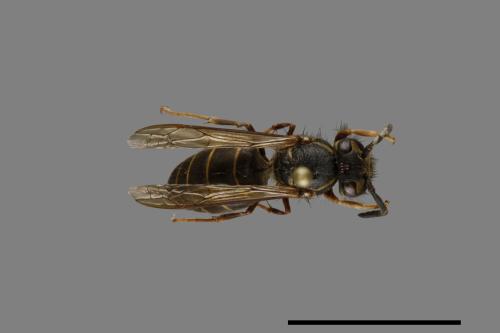 Vespula flaviceps[細黃胡蜂][00073226]