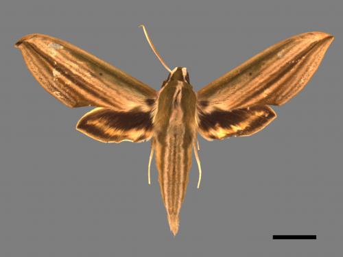 Cechenena lineosa[棕綠背線天蛾][00017232]
