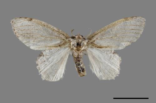 Liparopsis postalbida[中灰舟蛾][00044775]