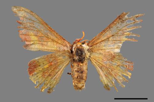 Oreta fuscopurpurea[點帶鉤蛾][00089846]