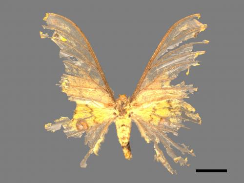 Loepa formosensis[黃豹天蠶蛾][00089594]