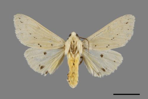 Spilarctia subtestacea[黃腹污燈蛾][00071358]