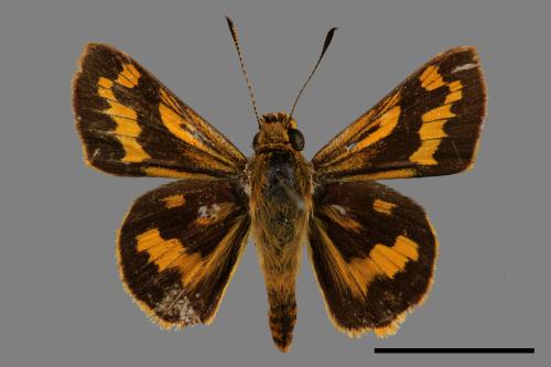 Potanthus confucius angustatus[臺灣黃斑挵蝶][00014425]