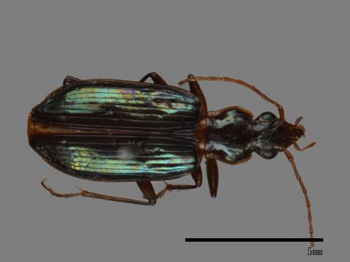 <已分類>Family：Carabidae[步行蟲科][00092637]