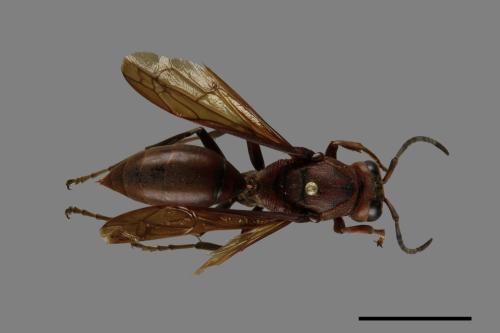 Polistes tenebricosus[赭褐長腳蜂][00074403]