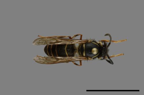 Vespula flaviceps[細黃胡蜂][00073044]