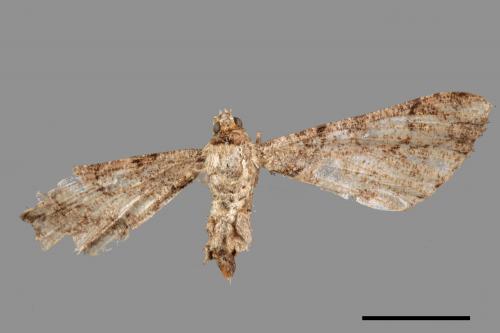 Cleora alienaria[汙褐尖翅尺蛾][00024214]
