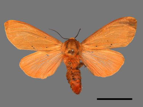 Spilarctia wilemani[褐赭污燈蛾][00018737]