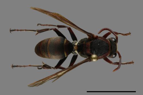 Polistes huisunensis[00117519]