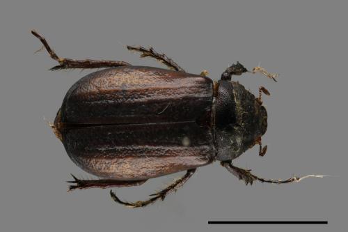 Bunbunius opacipennis[缺光褐金龜][00049079]