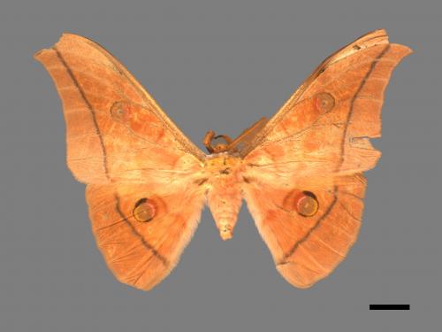 Antheraea pernyi[姬透目天蠶蛾][00016250]